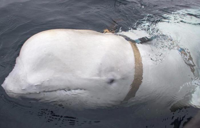 A “beluga spy” found dead in Norway: what the autopsy reveals