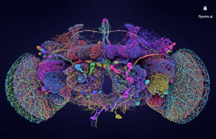 First complete mapping of the Drosophila brain