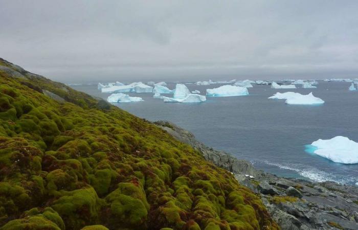 the greening of Antarctica “has increased dramatically”!