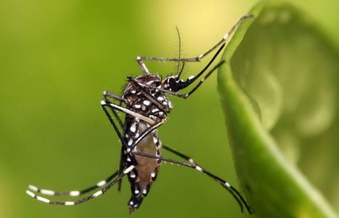 Nine cases of chikungunya confirmed in western Reunion