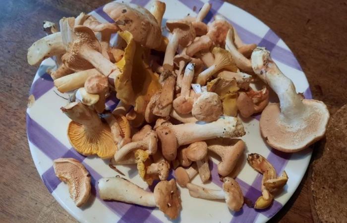 Picking mushrooms in Côte-d’Or: some tips to avoid making a mistake