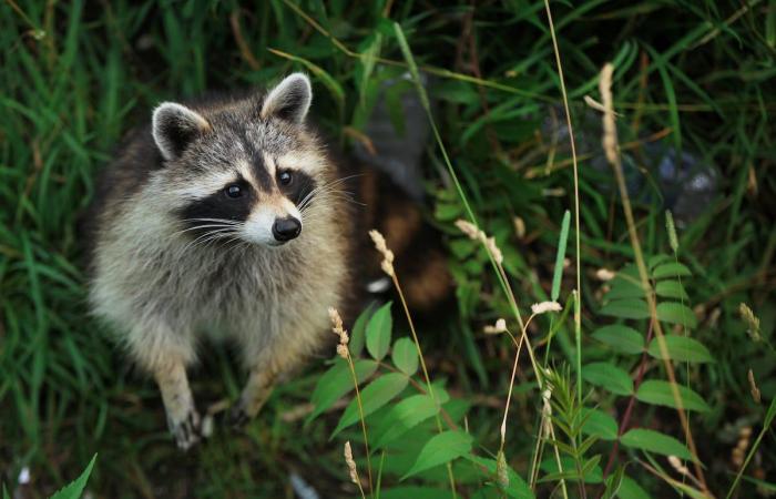 watch out for bats, warns public health