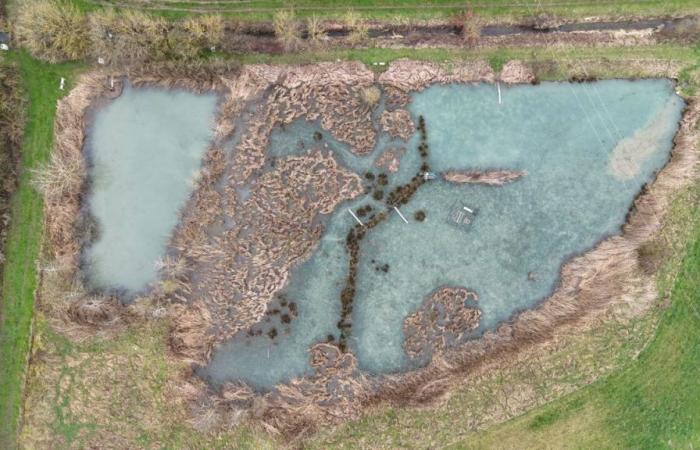 Nitrates, pesticides… unique in Seine-et-Marne, these innovative basins manage to depollute the water