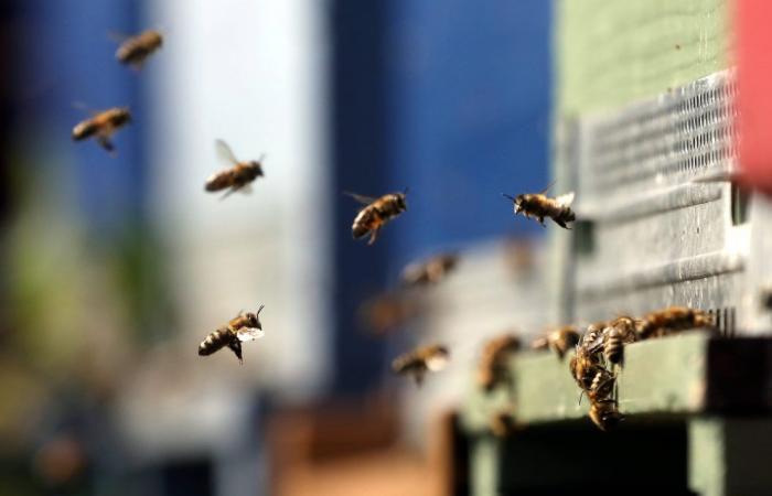 A day to celebrate the bee this Sunday at Parc Phœnix in Nice