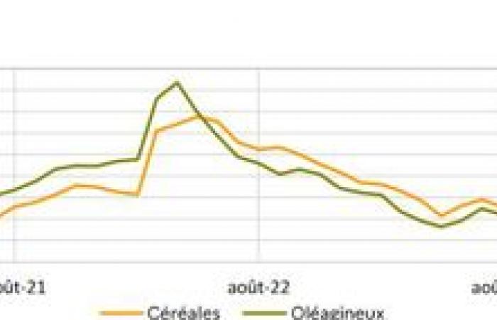 Cereal prices plummet in August 2024