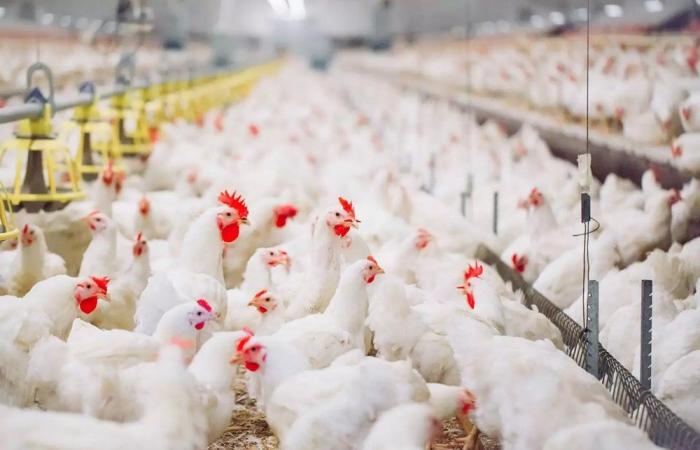 After the drop, chicken prices will rise again (professionals)