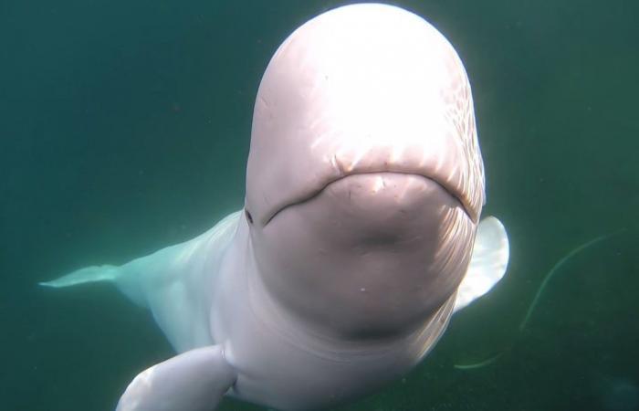 beluga Hvaldimir’s cause of death revealed