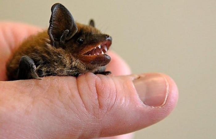 watch out for bats, warns public health