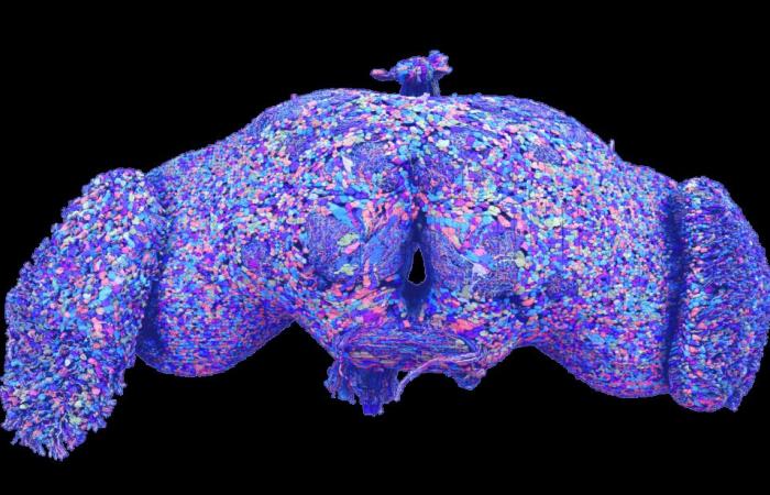 First complete mapping of the Drosophila brain