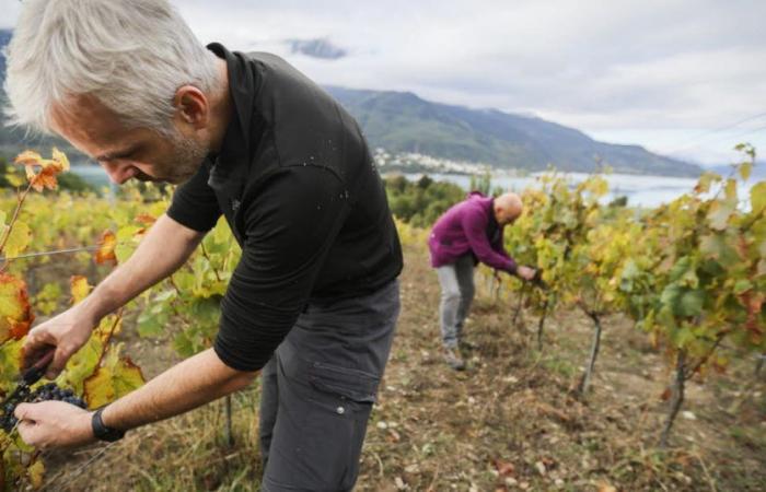 Hautes-Alpes. Snack, pruning shears and panorama, the grape harvest in Embrunais in pictures