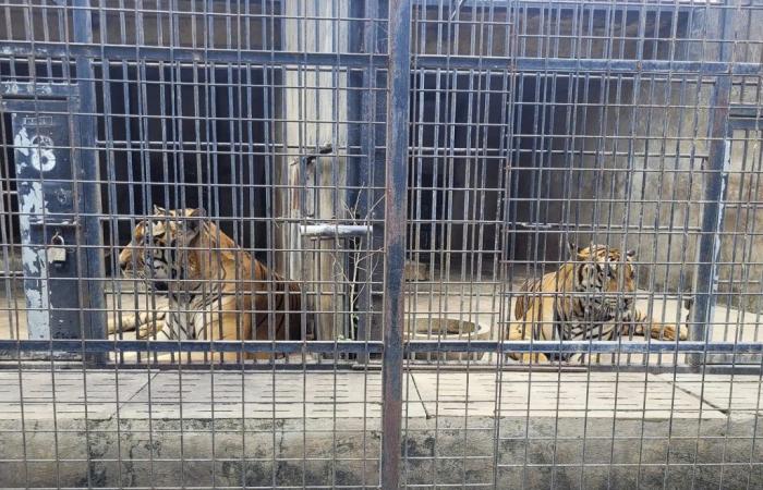 Bird flu kills dozens of tigers in Vietnam