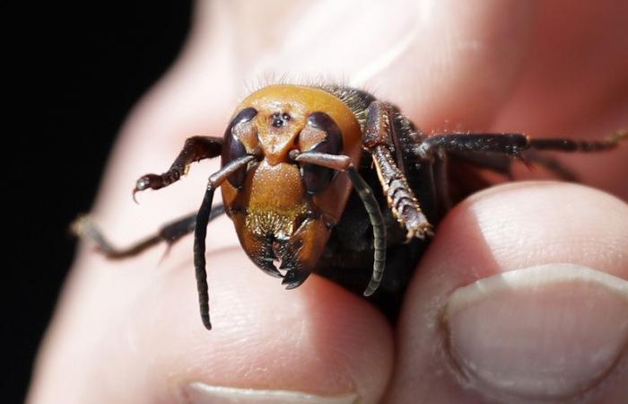 Vaud: the fight against the Asian hornet intensifies