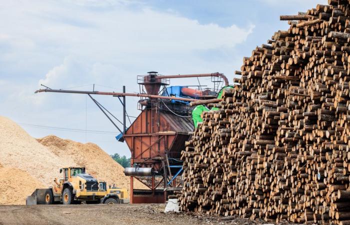 Replica | No, the forestry industry is not highly subsidized