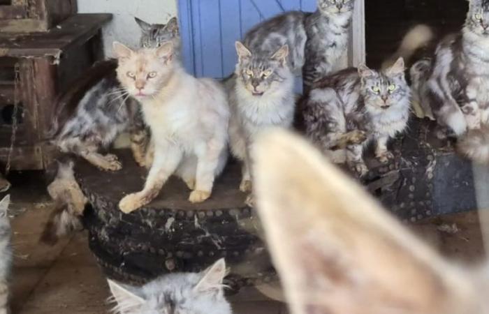 16 cats in poor condition found in a “house of horror” in Gironde