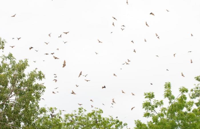 watch out for bats, warns public health