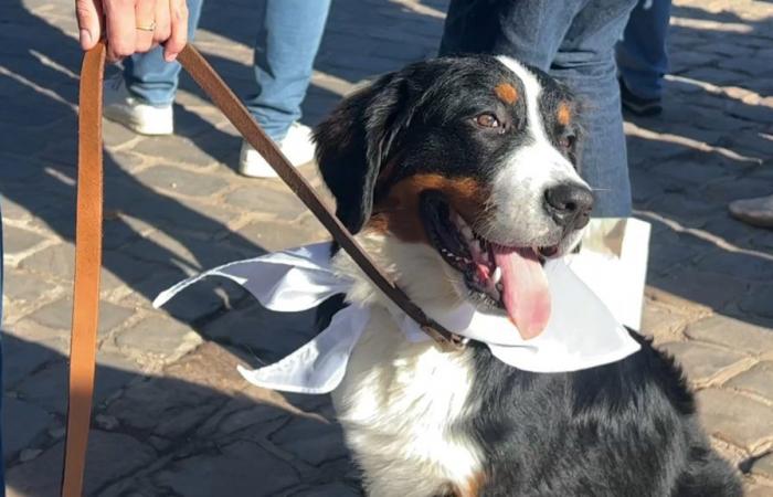 around fifty dogs gathered for the first Animal Walk in Lille