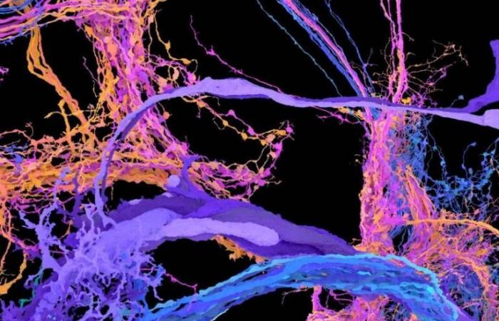 First complete mapping of the Drosophila brain