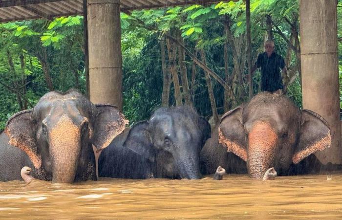 Trapped by water, around a hundred elephants were sheltered