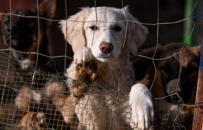 French bulldog, Maine Coon… What are Parisians’ favorite dog and cat breeds?