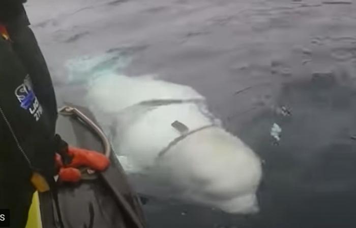 Death of the “Russian beluga spy”: a 35-centimeter stick discovered in its mouth, Hvaldimir succumbed to a bacterial infection