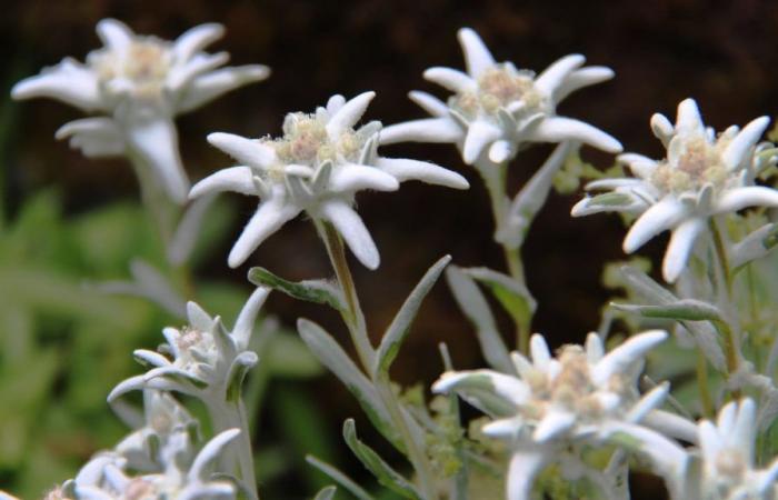 In France, picking this pretty flower exposes you to a record fine