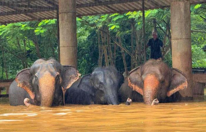 Thailand mobilizes to save elephants victims of floods