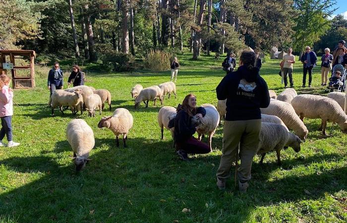 Transhumance of Greater Lyon: the sheep arrive in town