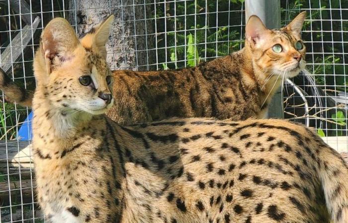 “Smaller, but as fast as a cheetah”: a serval on the run causes a good scare in Lanaudière