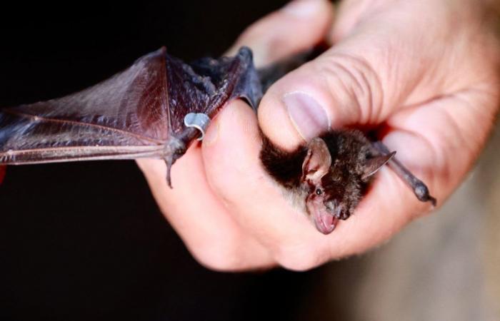 Child dies of rabies, bat found in his room