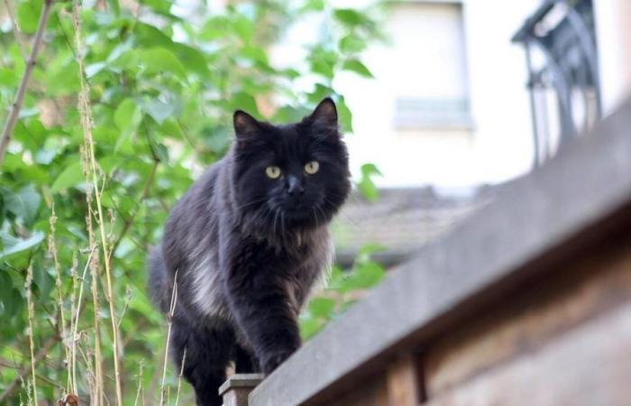 “I never lost hope”: she finds her cat, lost after a road accident