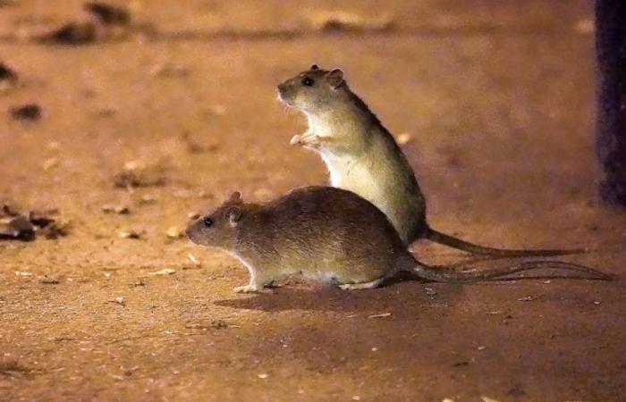 New York wants to control rats with… contraception