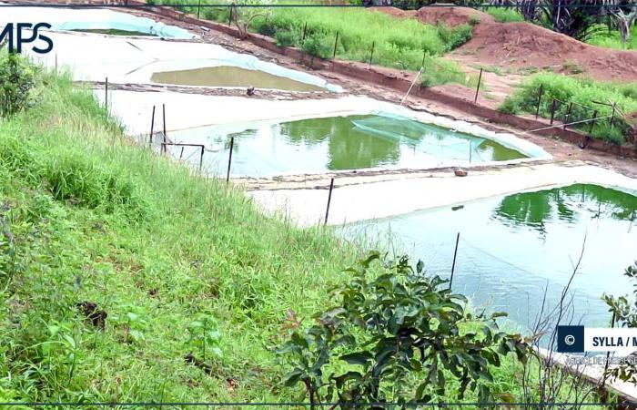 SENEGAL-ECONOMY / Aquaculture in Tambacounda: the CEO of the ANA at the bedside of a sector in decline – Senegalese press agency