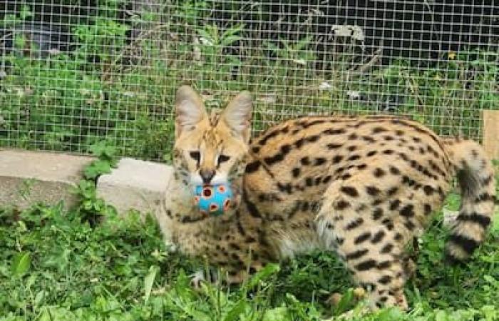 “Smaller, but as fast as a cheetah”: a serval on the run causes a good scare in Lanaudière