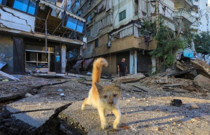 Recovering animals from bombed houses