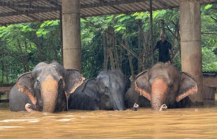 emergency at the Elephant Park