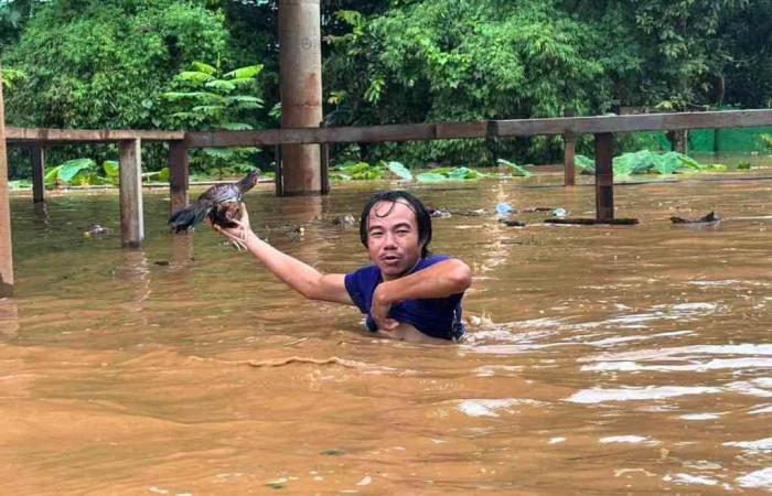 Thailand mobilizes to save elephants victims of floods