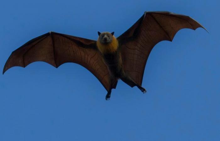 “He woke up to a bat in his room”: a child died of rabies in Ontario, Canada