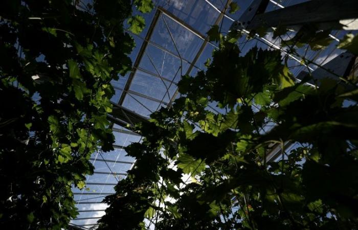 Near Bordeaux, an experimental greenhouse is preparing the vines of the future