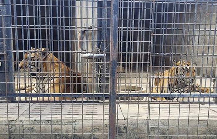 Avian flu: dozens of tigers have died in zoos in Vietnam – LINFO.re