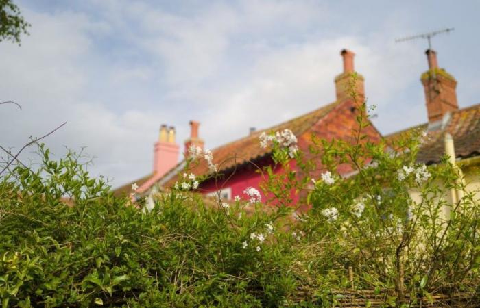 “To prevent contact with my neighbors, I sowed this plant purchased from LIDL in my garden”