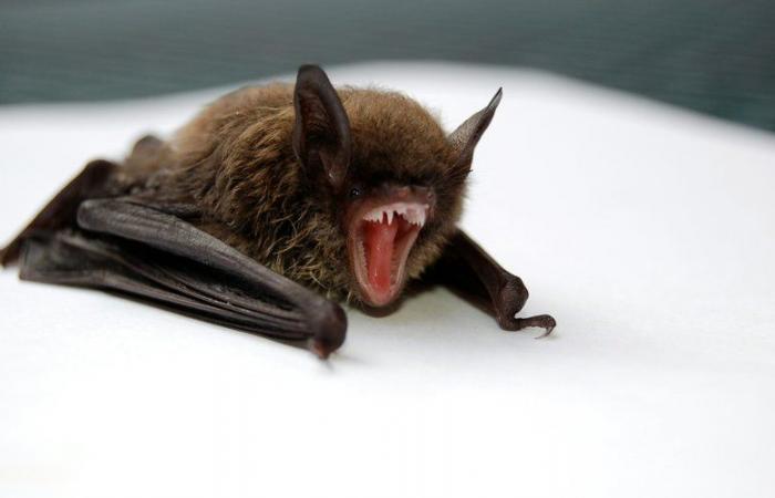 He woke up to a bat in his room: a child dies of rabies in Canada