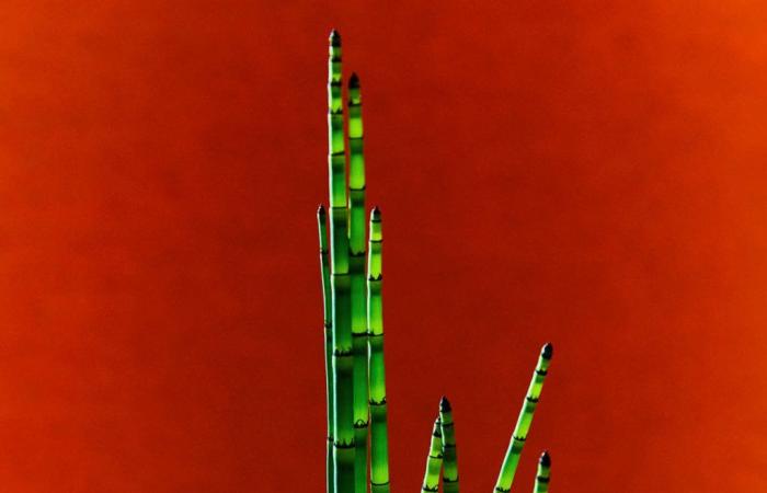 Japanese horsetail, the Zen side of gardens