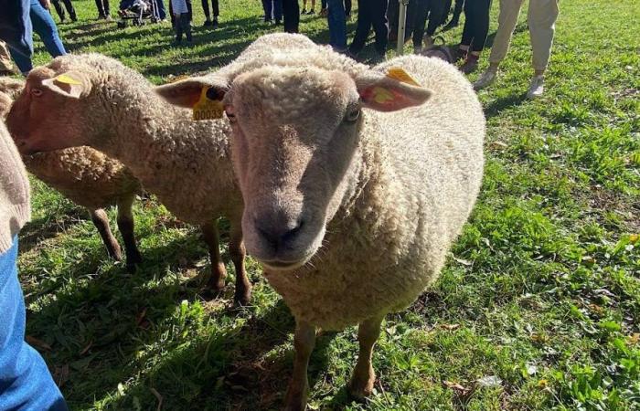 Transhumance of Greater Lyon: the sheep arrive in town