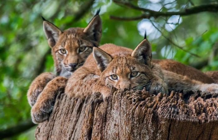 Several young boreal lynx seen in the Northern Vosges massif