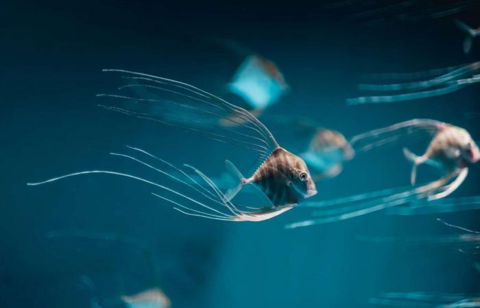 A strange fish with jellyfish tentacles filmed in Hawaii