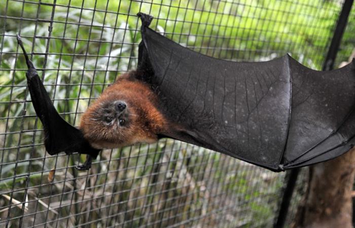 child dies of rabies after contact with bat