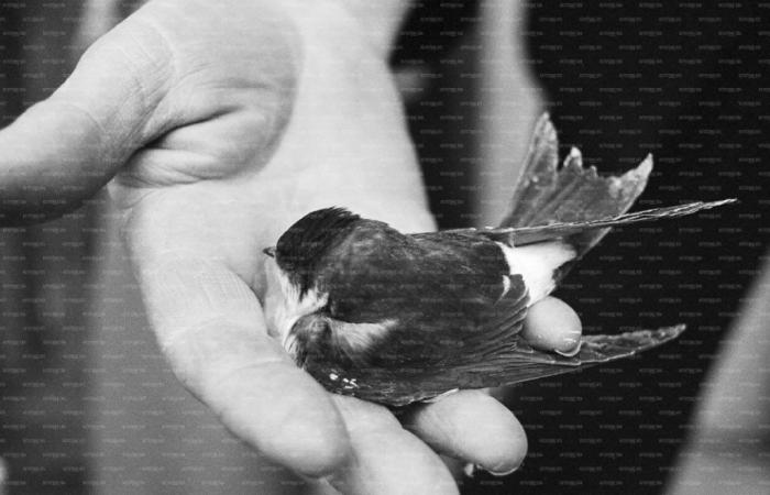 50 years ago, more than a million swallows took a plane