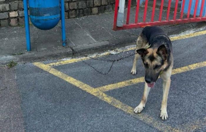 Darko, a young German shepherd, found tied to a trash can: the Charleroi SPA reacts