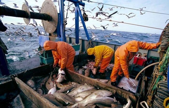 End of EU-Morocco fishing agreements, an “opportunity” to redefine economic alliances