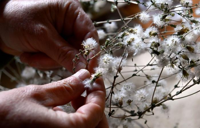 Gardening: Harvest your own seeds for next year